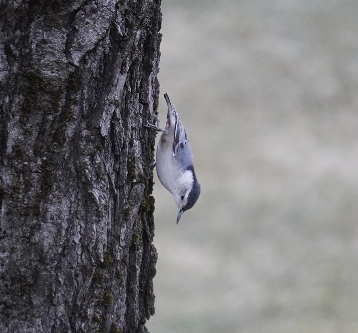 White-breasted Nuthatch - ML615965756
