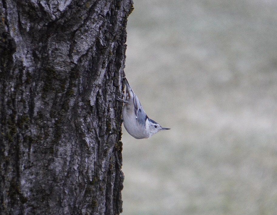 White-breasted Nuthatch - ML615965758