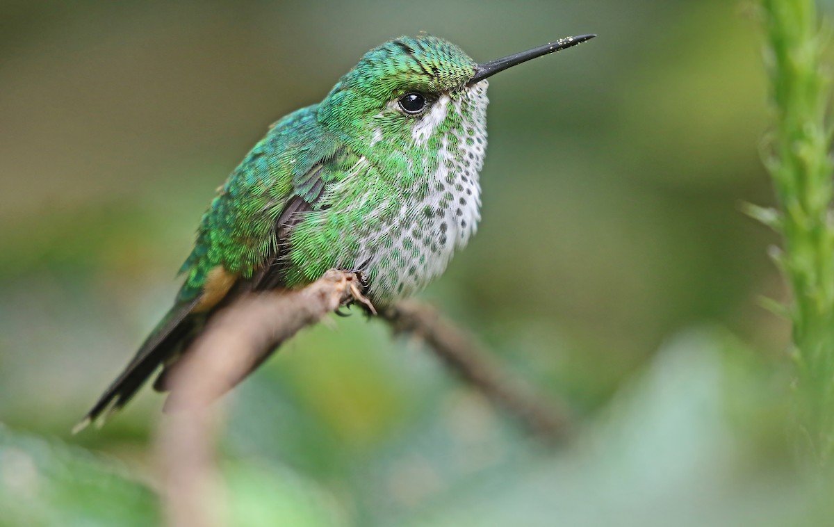 Rufous-booted Racket-tail (Anna's) - ML615965772