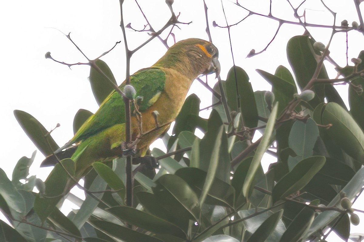 Brown-throated Parakeet - Jacques Jobin