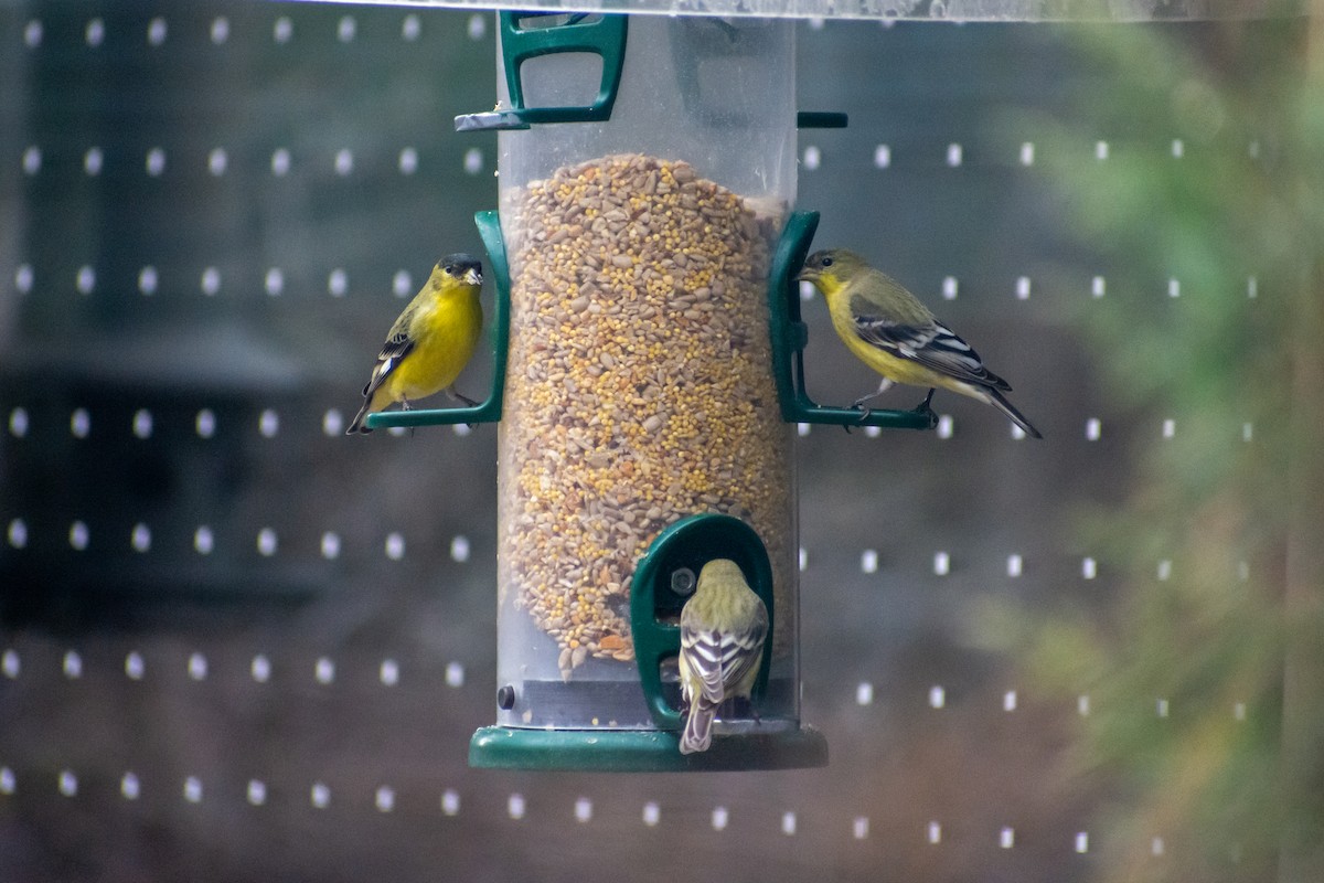 Lesser Goldfinch - Matthew Danihel