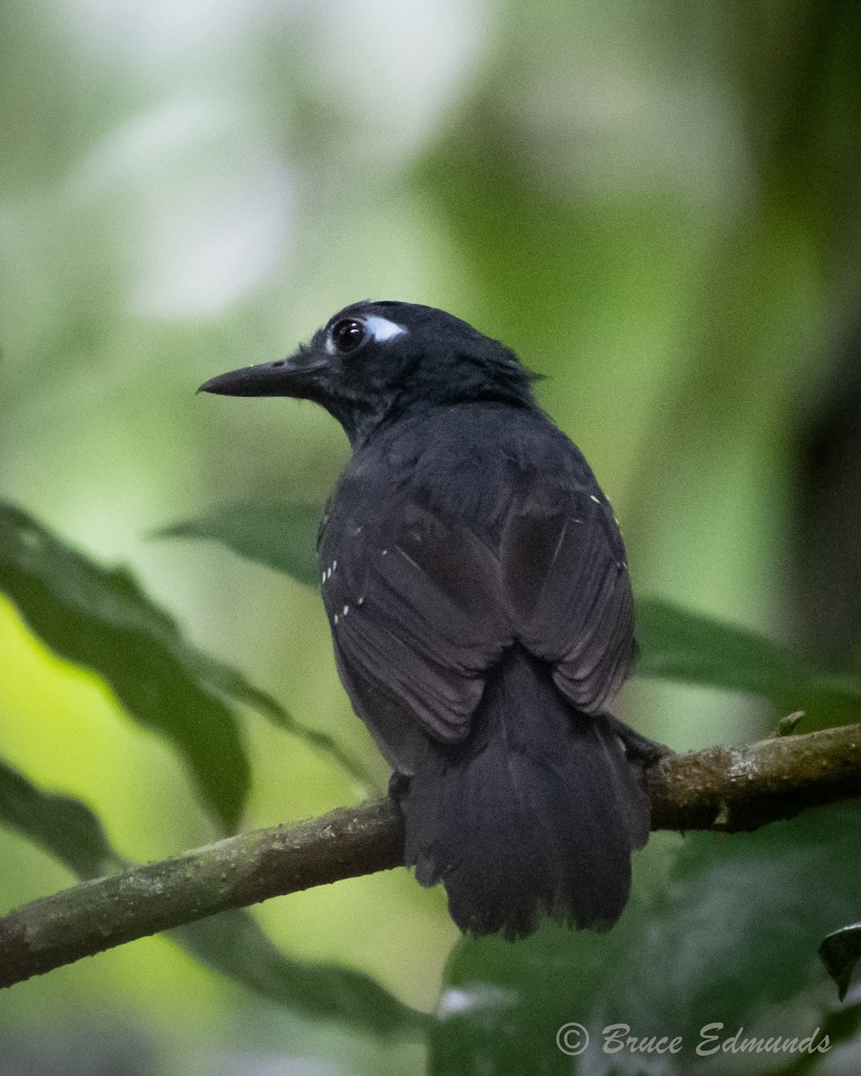 Plumbeous Antbird - Bruce Edmunds