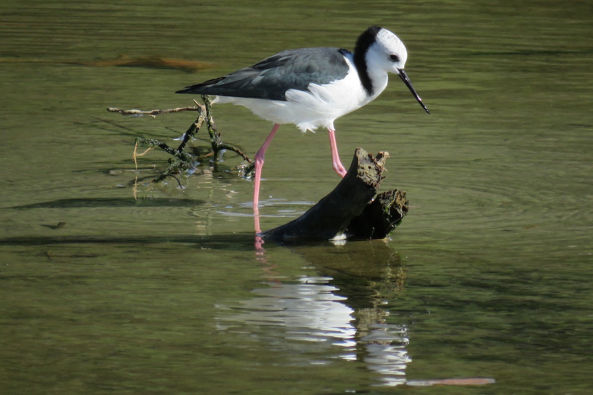 Pied Stilt - Elliot Hull