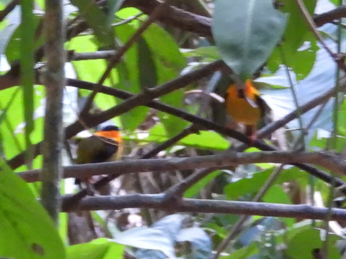 Orange-collared Manakin - ML615966062