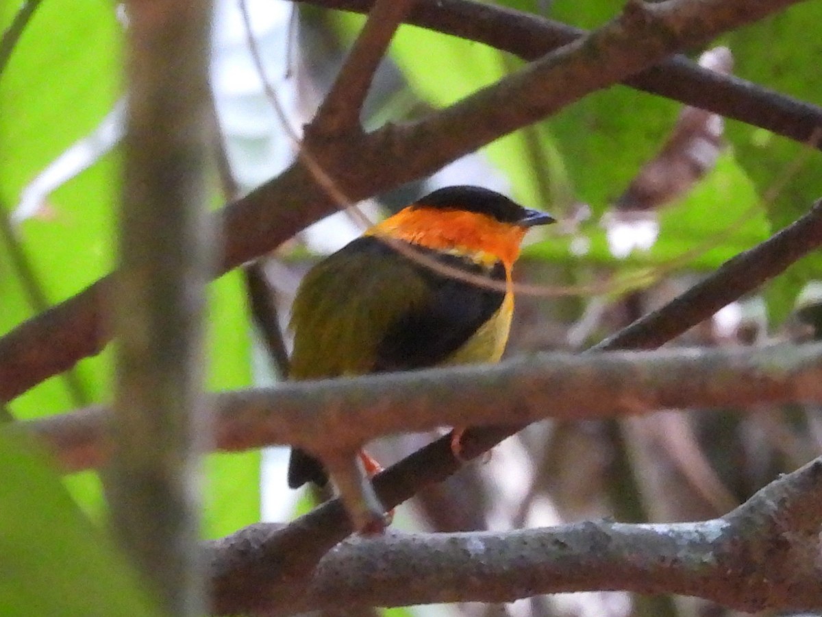 Orange-collared Manakin - ML615966063