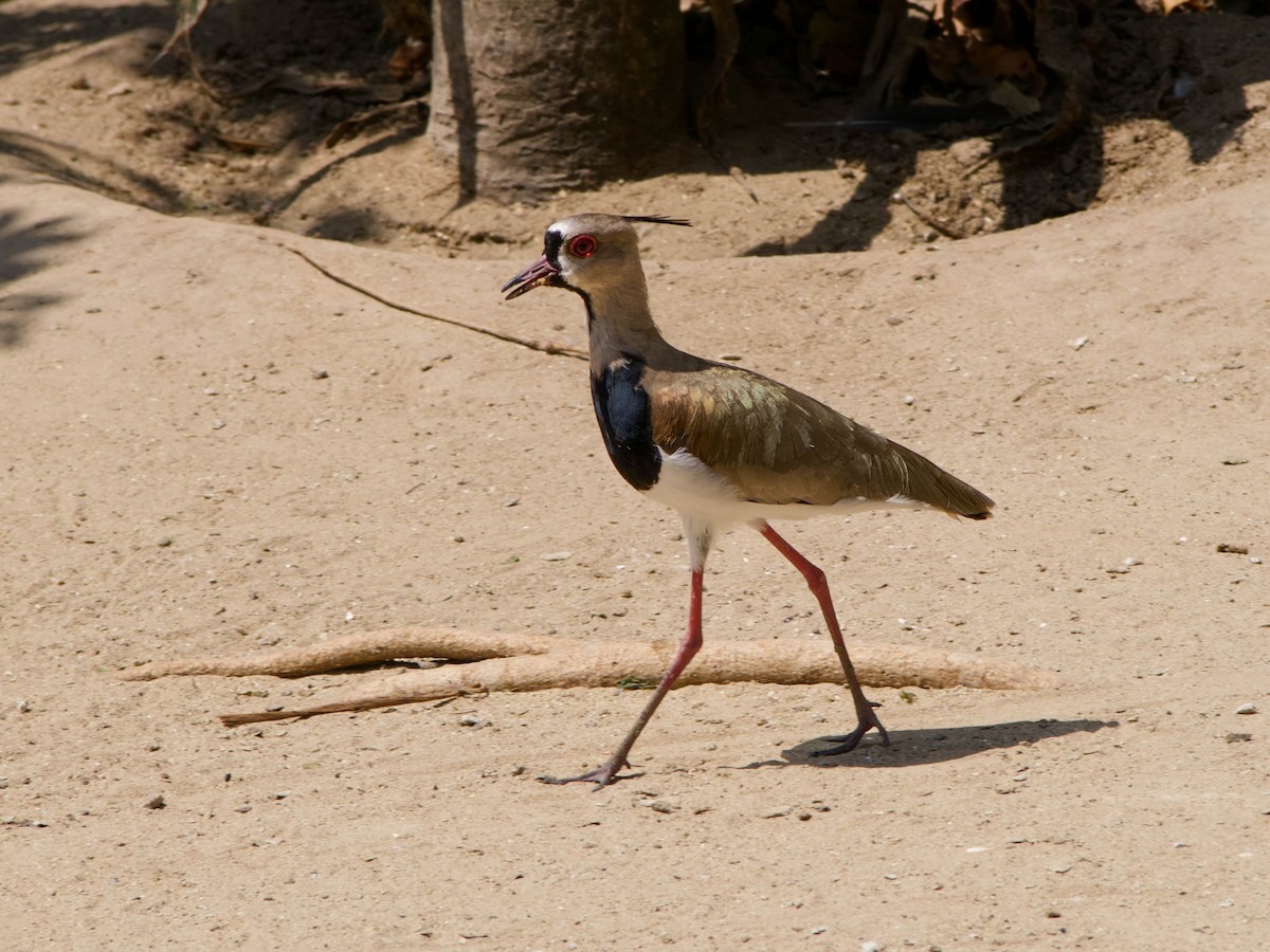 Southern Lapwing - ML615966090