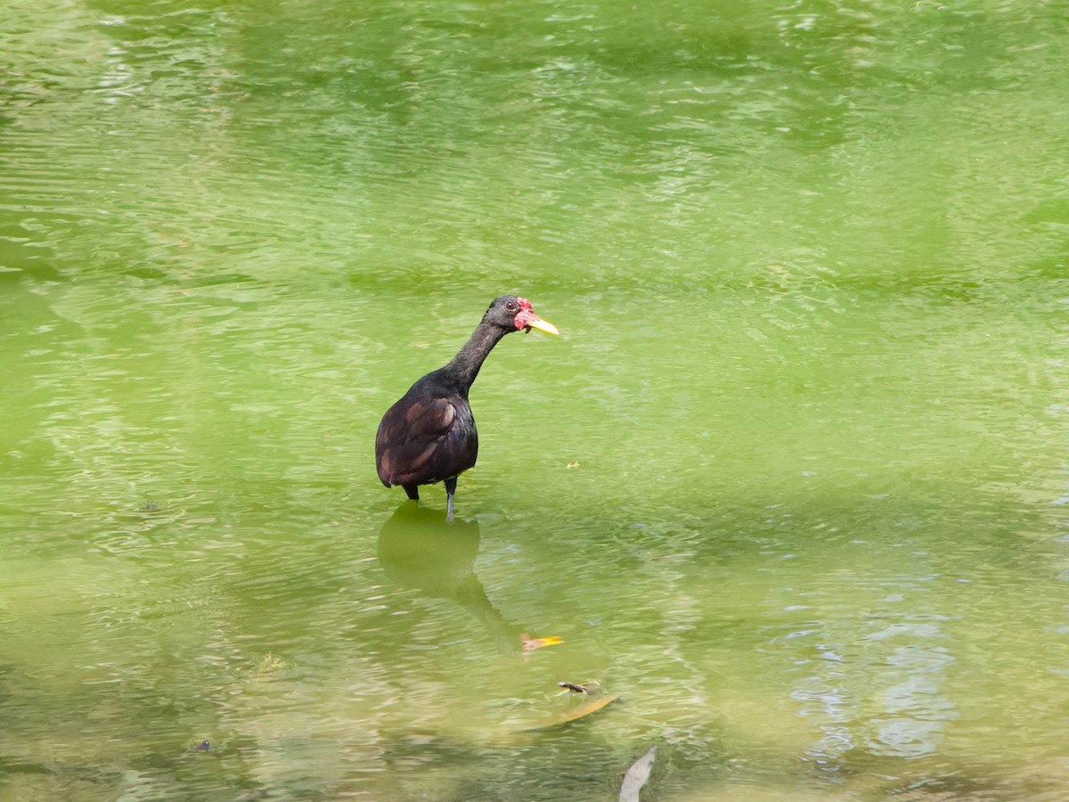 Wattled Jacana - Allen Schenck