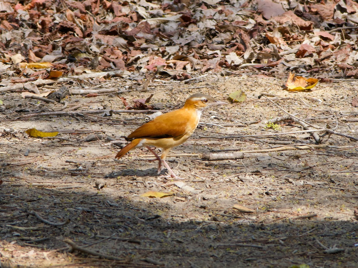 Fournier du Venezuela - ML615966125