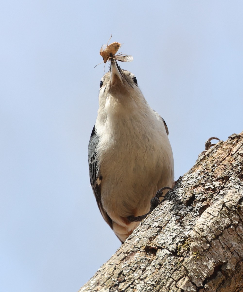 White-breasted Nuthatch - ML615966126