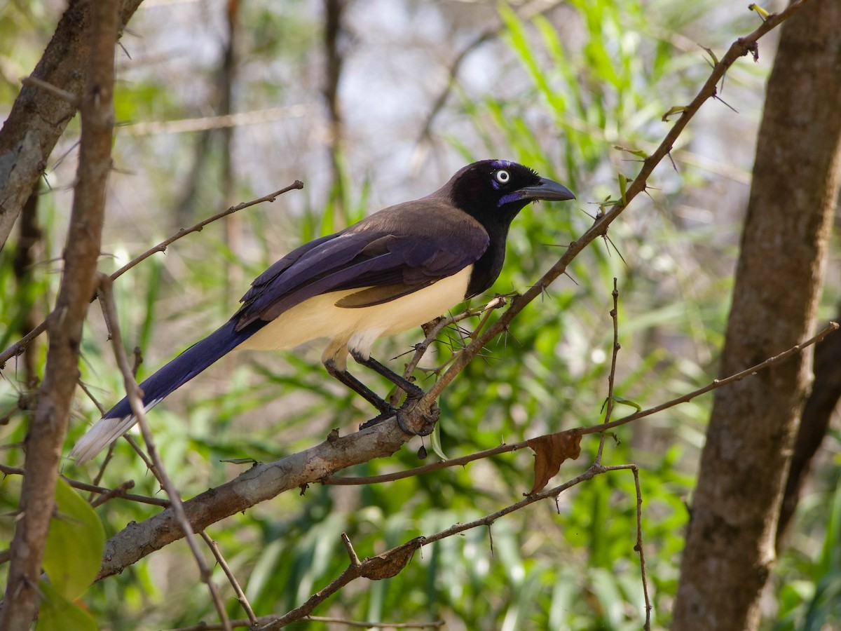 Black-chested Jay - Allen Schenck