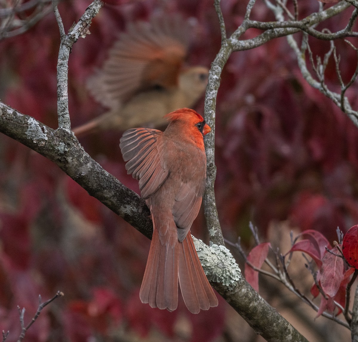 Northern Cardinal - ML615966155