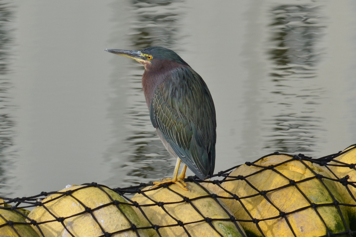 Green Heron - Rick  Robb