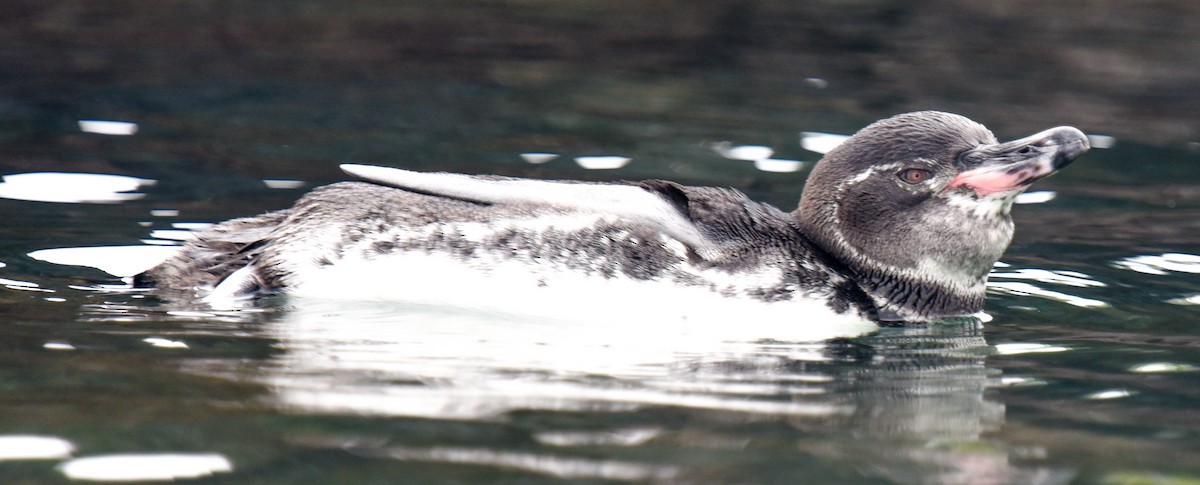 Галапагосский пингвин - ML615966211