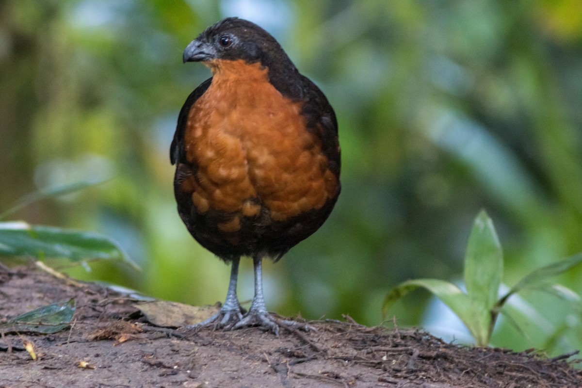 Dark-backed Wood-Quail - ML615966221