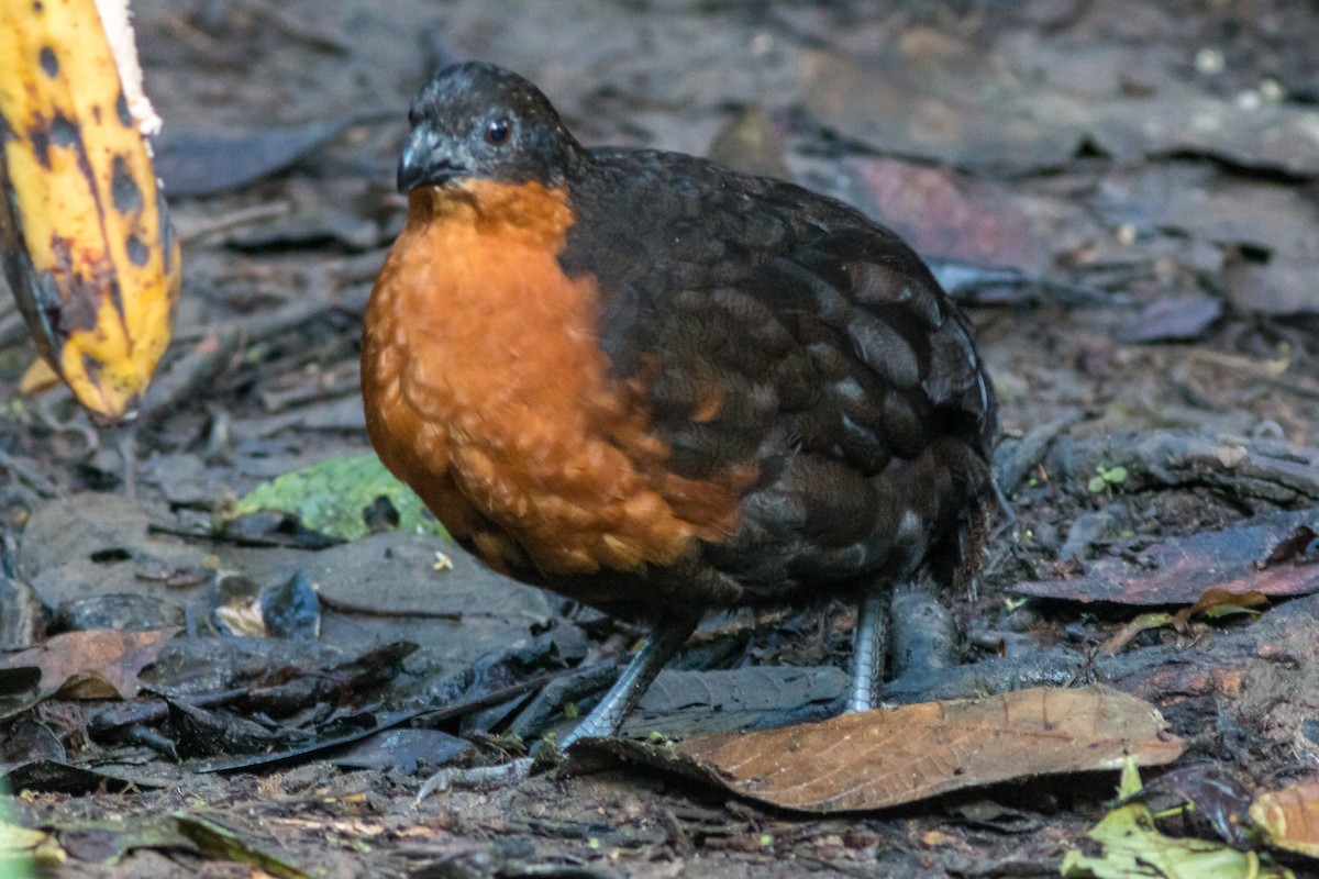 Dark-backed Wood-Quail - ML615966223