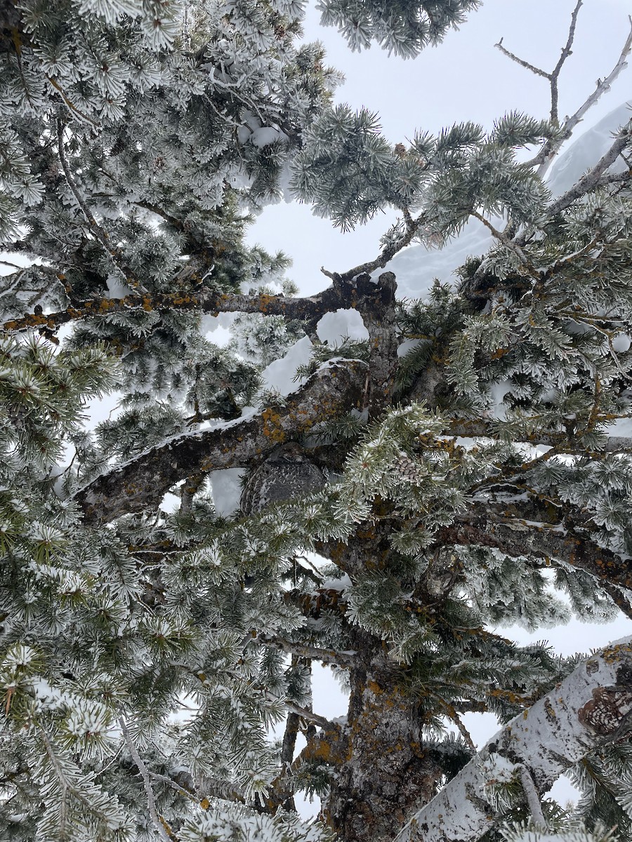 Dusky Grouse - ML615966244