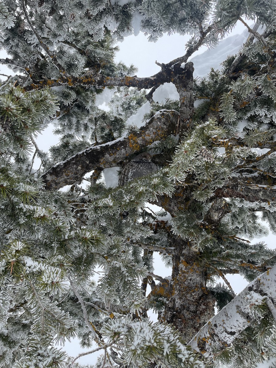 Dusky Grouse - ML615966245