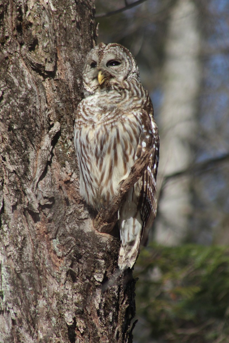 Barred Owl - ML615966291