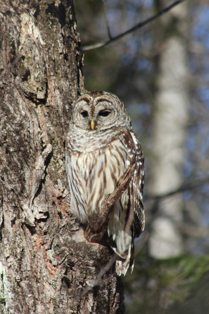 Barred Owl - ML615966292