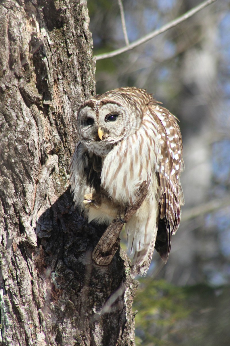 Barred Owl - ML615966294