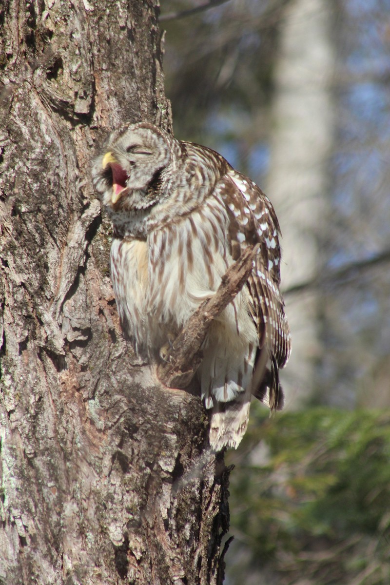 Barred Owl - ML615966295