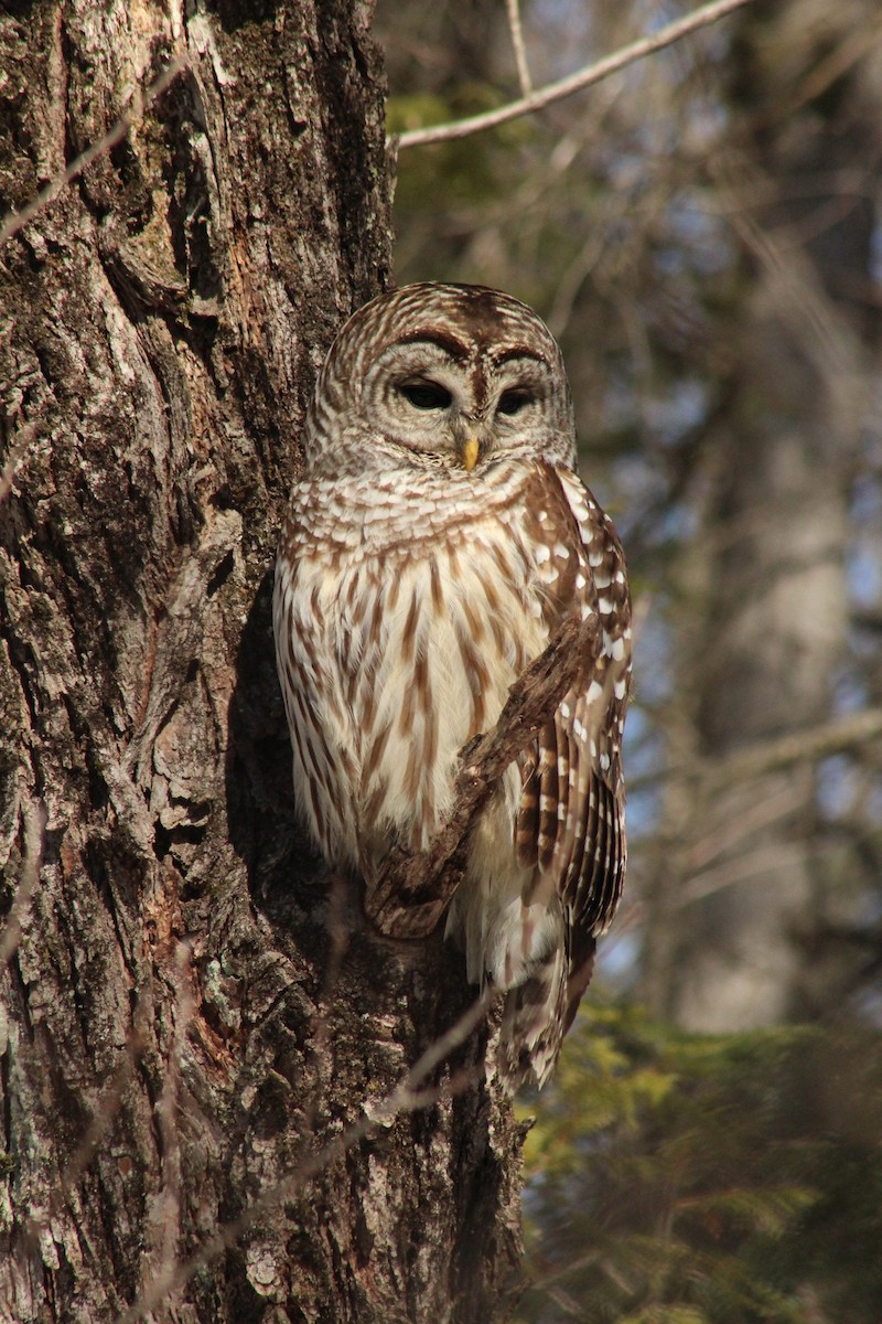 Barred Owl - ML615966297