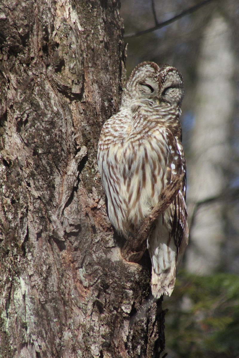 Barred Owl - ML615966298