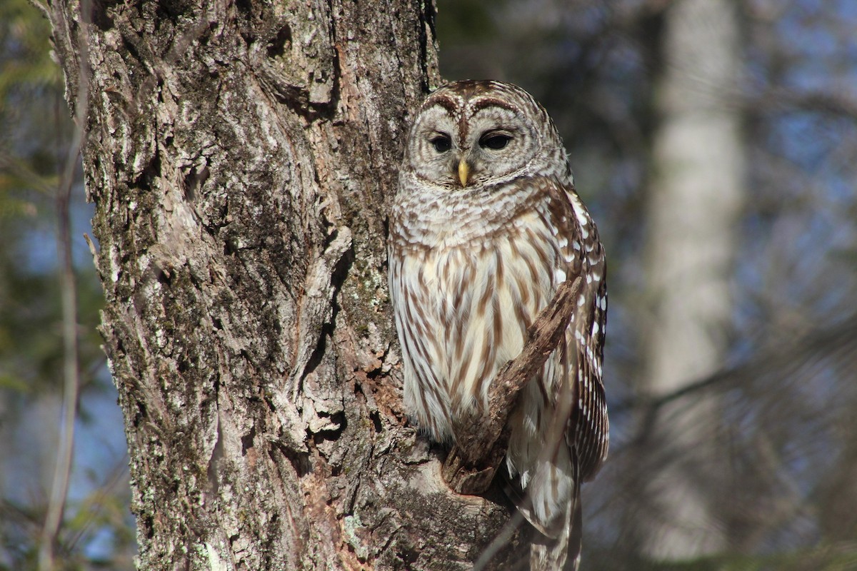 Barred Owl - ML615966299