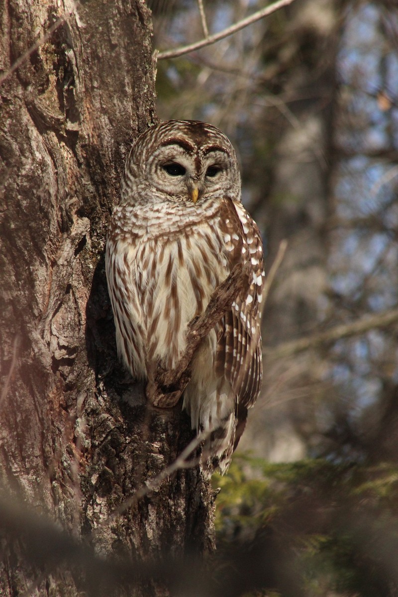 Barred Owl - ML615966301