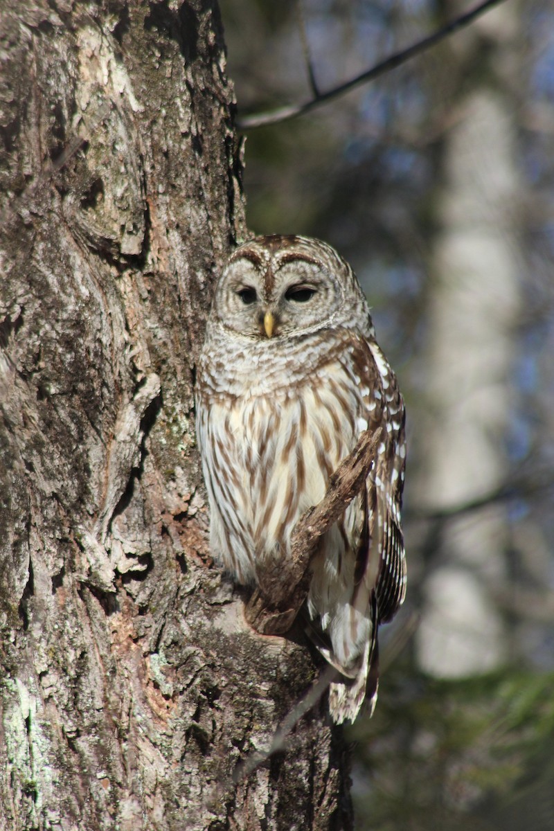 Barred Owl - ML615966304