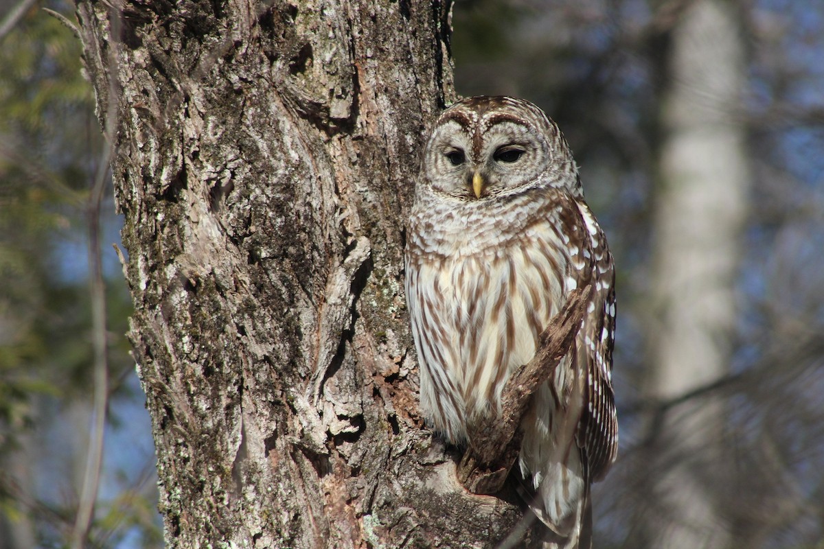 Barred Owl - ML615966305