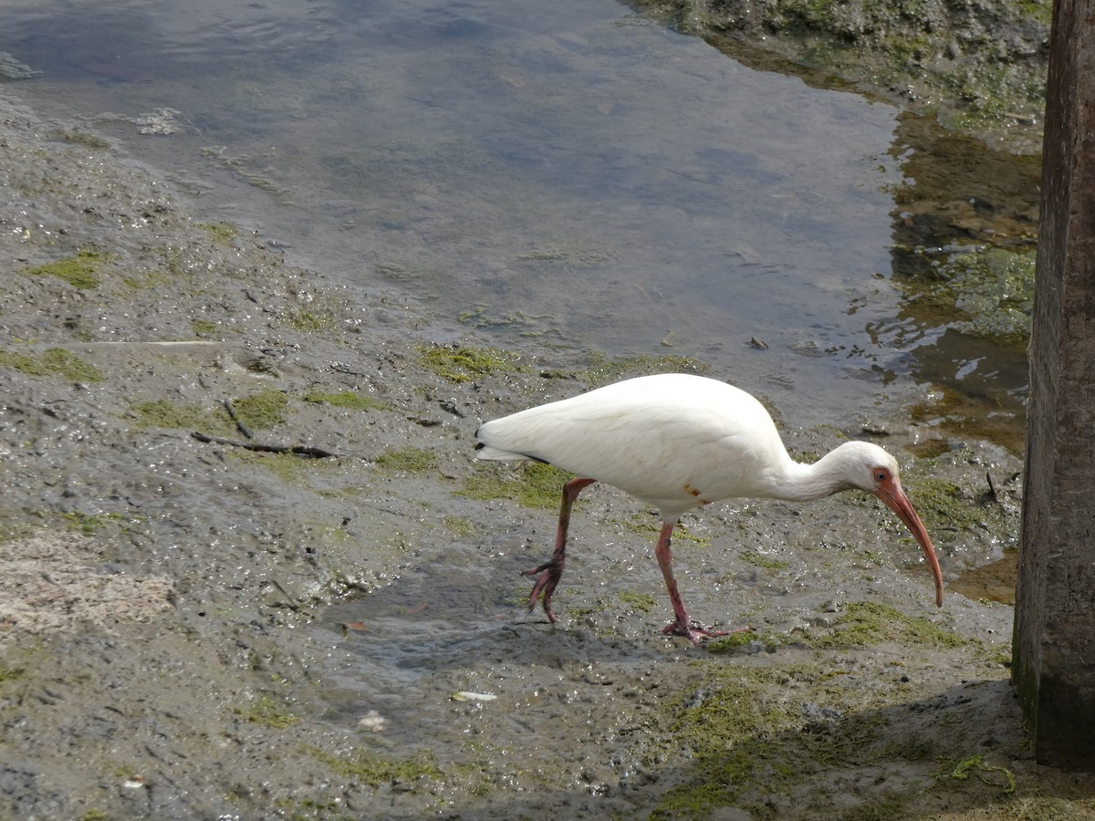 ibis bílý - ML615966328