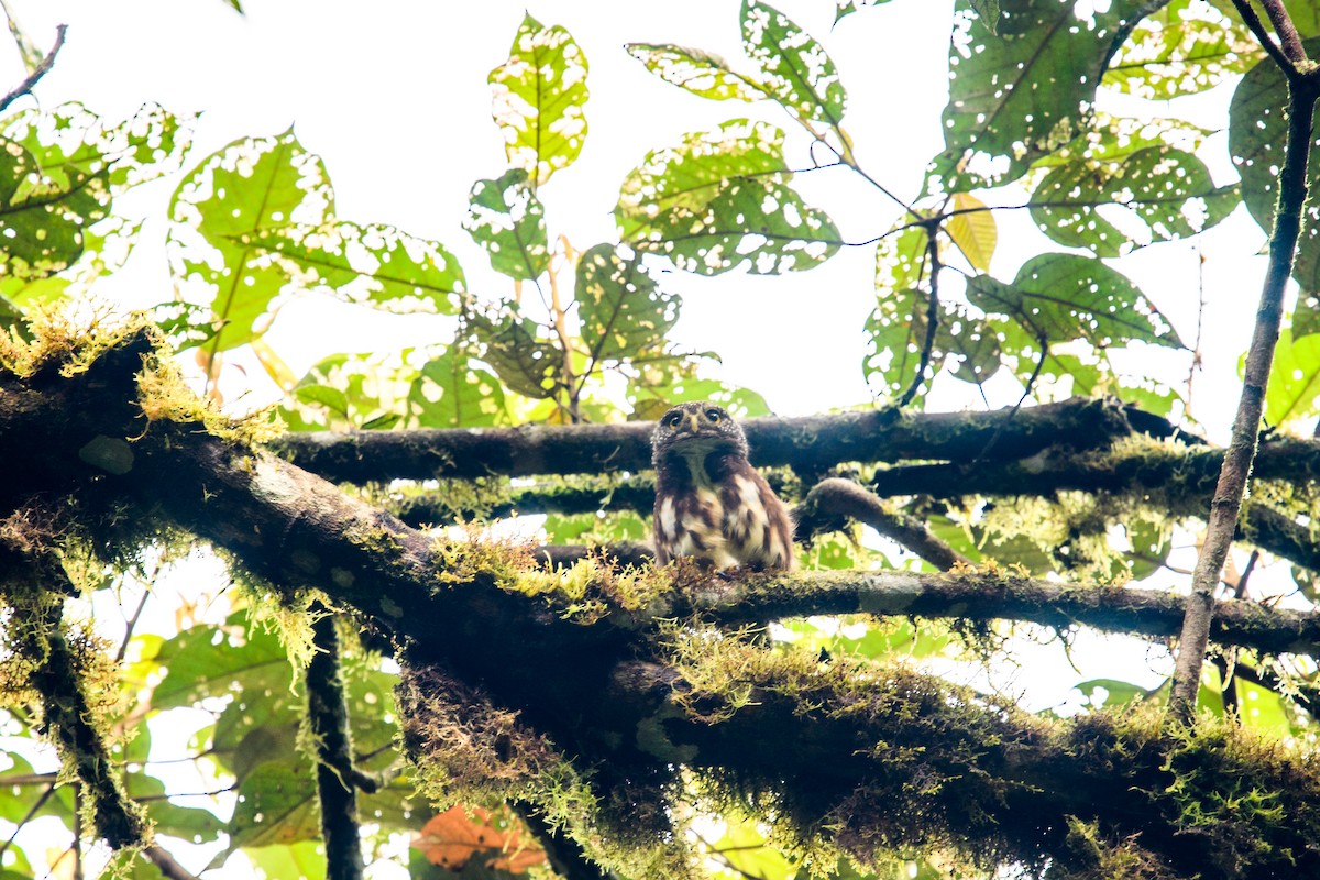 Cloud-forest Pygmy-Owl - Yvonne Burch
