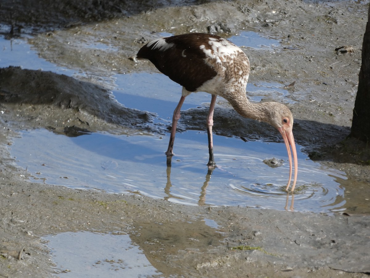 White Ibis - Rafael Angel  Arenas Wong