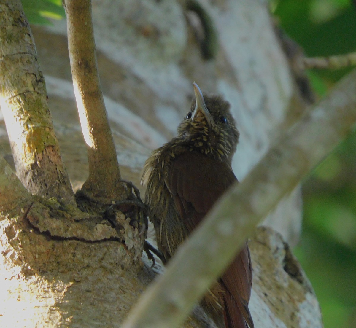 Inambari Woodcreeper - ML615966411