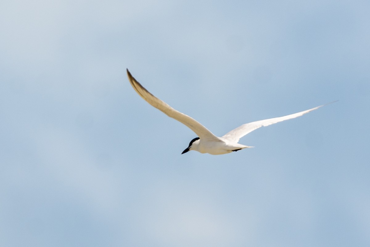 Gull-billed Tern - André Adeodato - Aves de Sobral