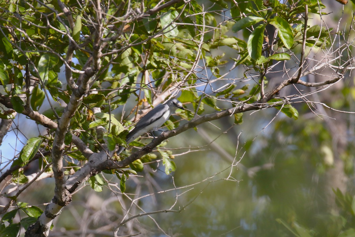 White-breasted Cuckooshrike - ML615966460