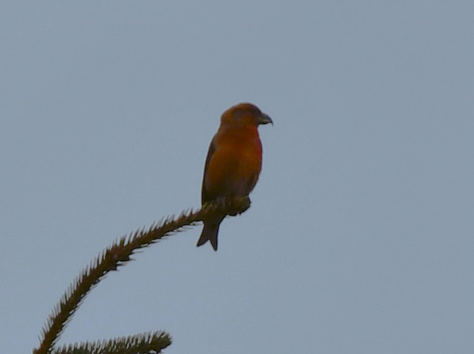 crossbill sp. - ML615966501