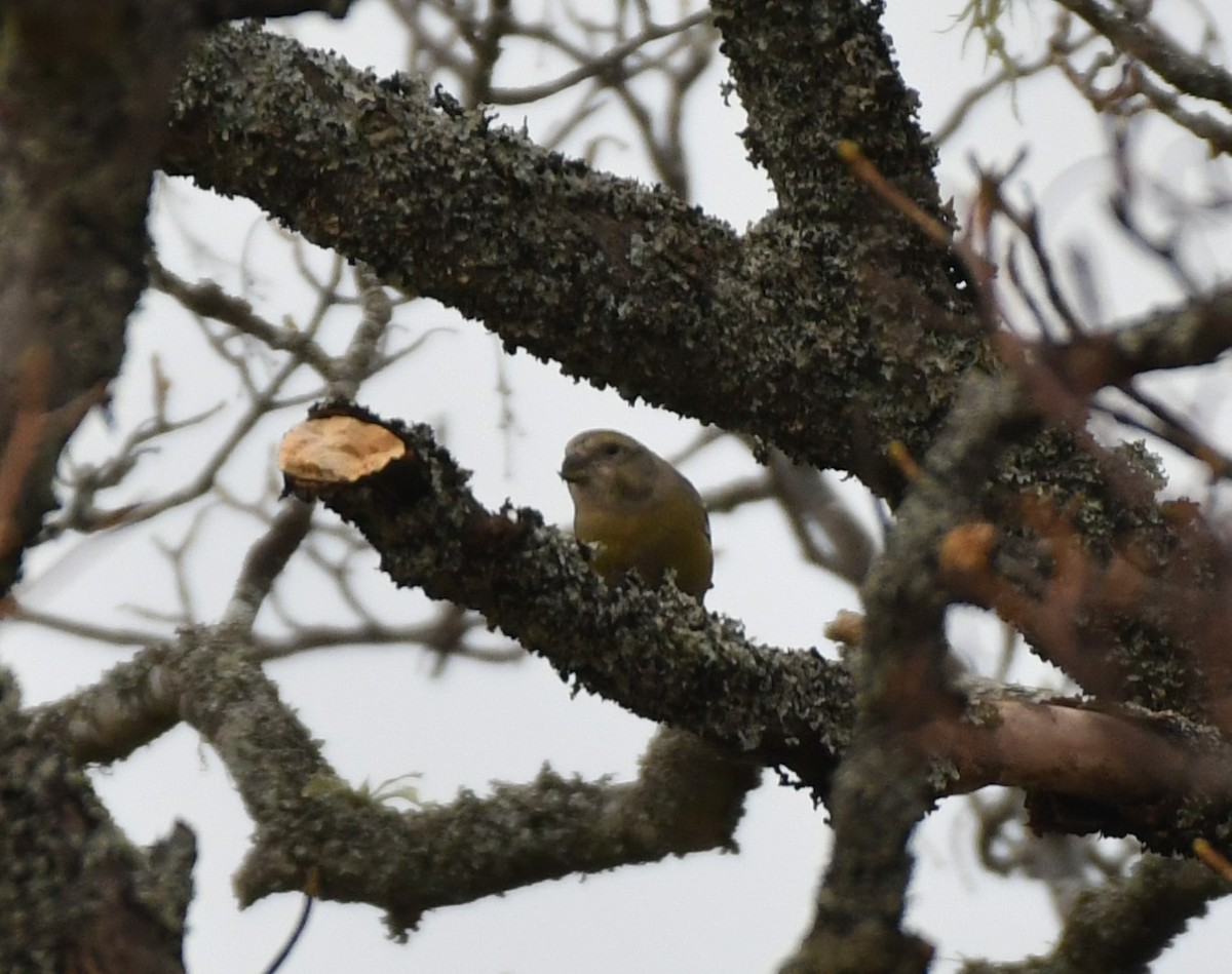 crossbill sp. - ML615966506