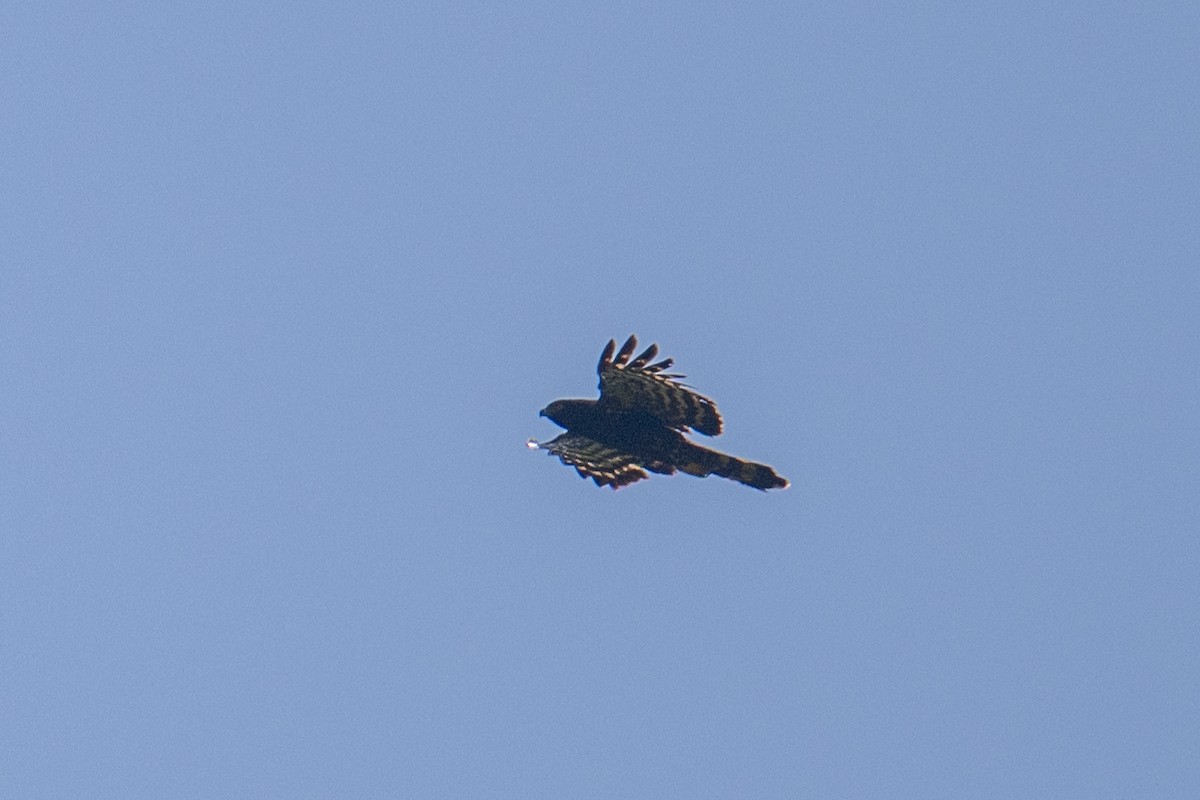 Águila Negra - ML615966533