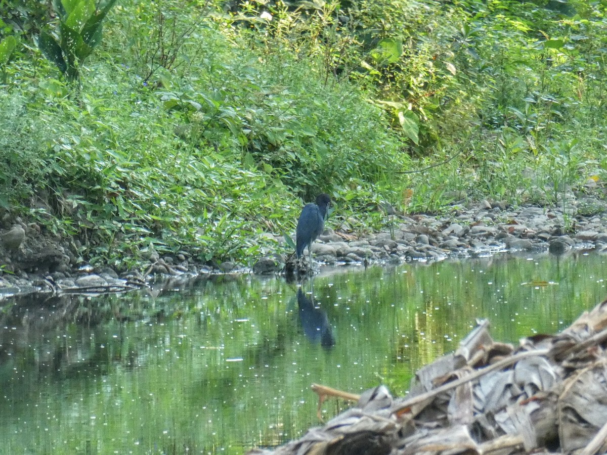 Little Blue Heron - ML615966559