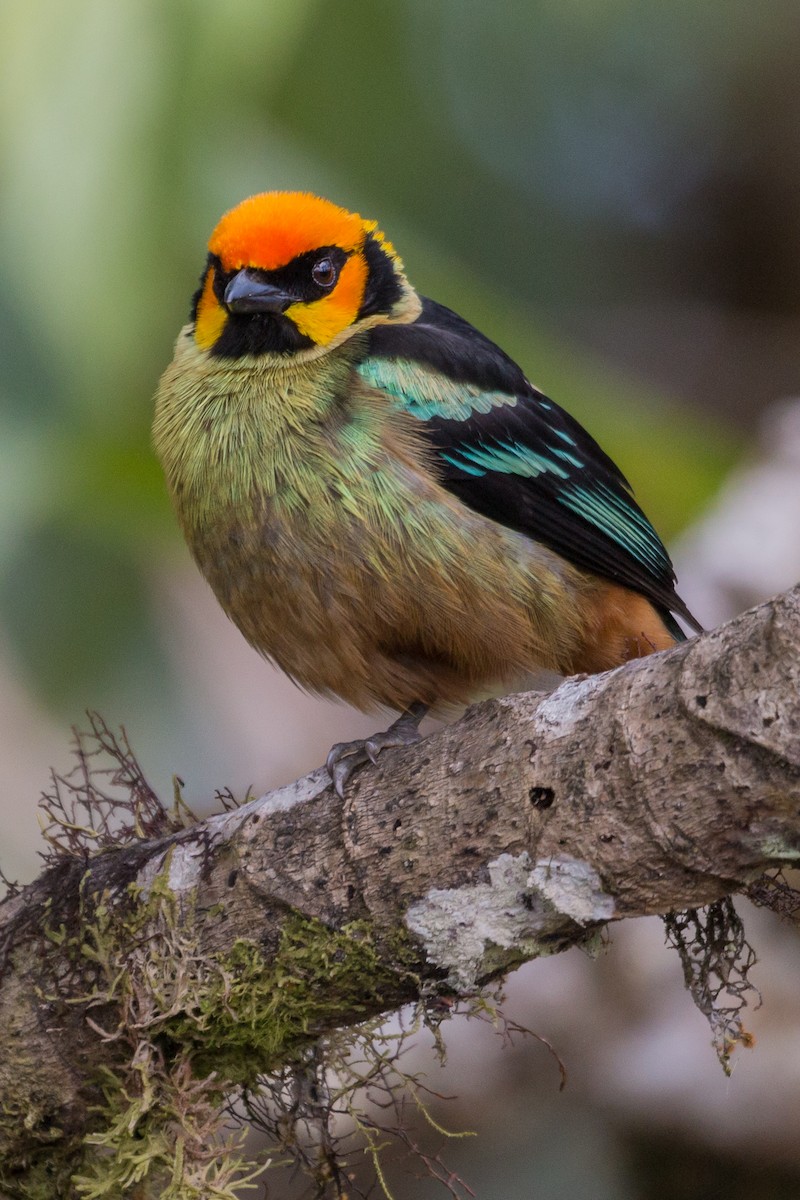 Flame-faced Tanager - Doug Bryant