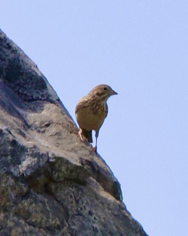 Vesper Sparrow - Carolyn Thiele