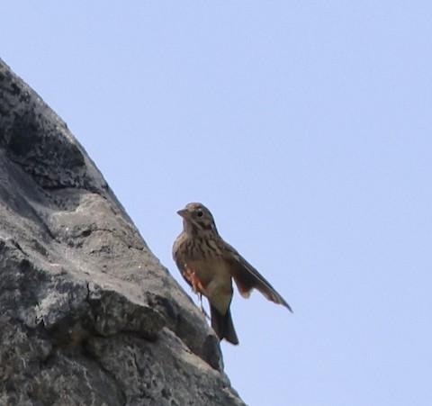 Vesper Sparrow - Carolyn Thiele