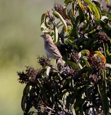 Grasshopper Sparrow - Carolyn Thiele