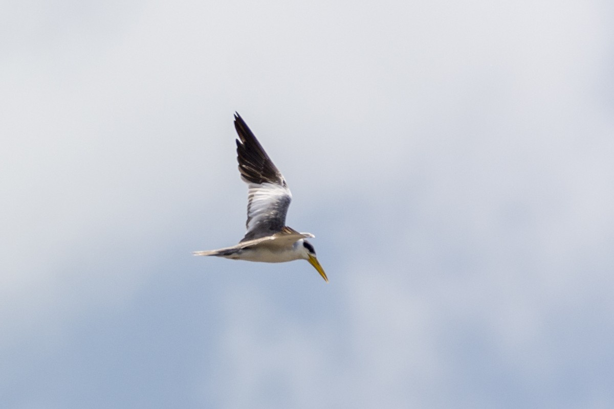 Großschnabel-Seeschwalbe - ML615966749