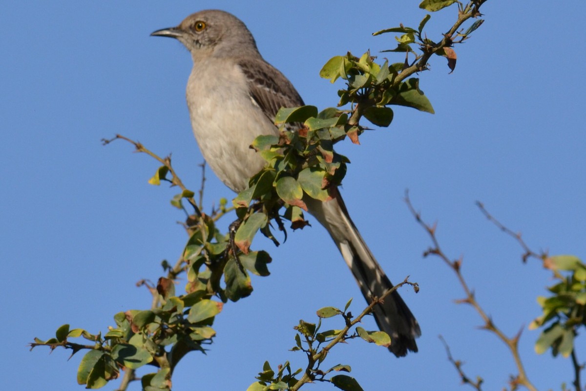 Northern Mockingbird - ML615966762