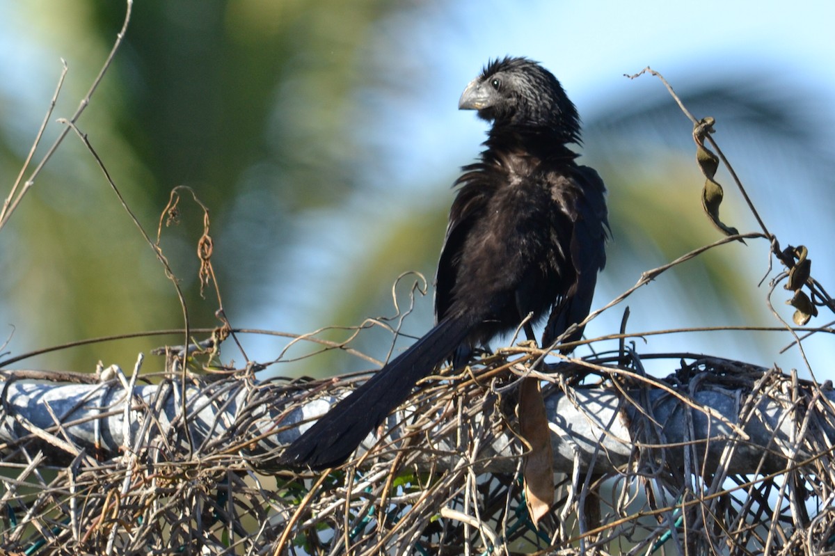 Groove-billed Ani - ML615966791