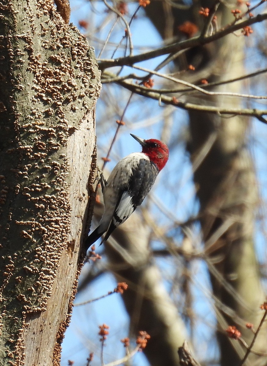 Red-headed Woodpecker - ML615966797