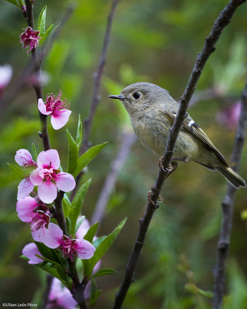 Ruby-crowned Kinglet - ML615966826